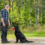 How to Find A Good Dog Trainer