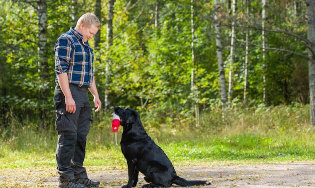 How to Find A Good Dog Trainer