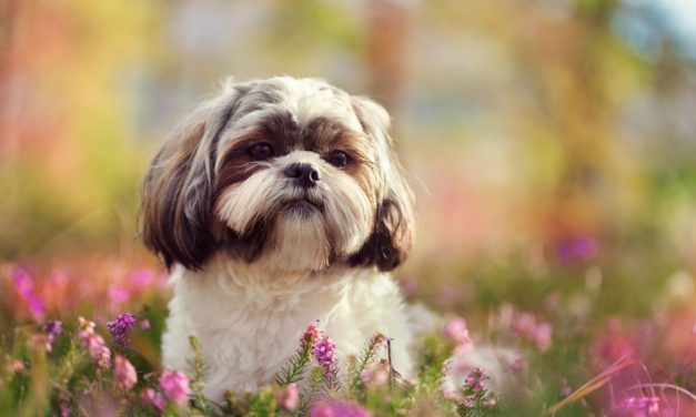 Have You Thought About Getting A Shih Tzu?