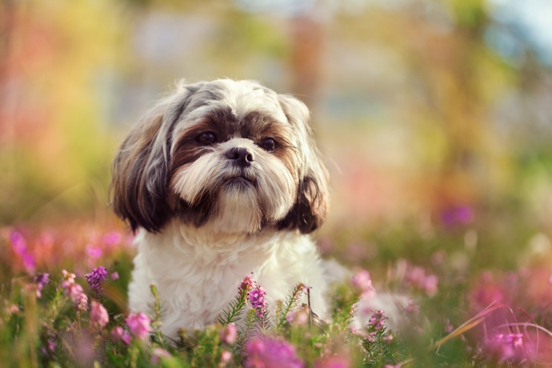 Have You Thought About Getting A Shih Tzu?