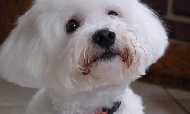 So You Want a Bichon Frise. Find out more.