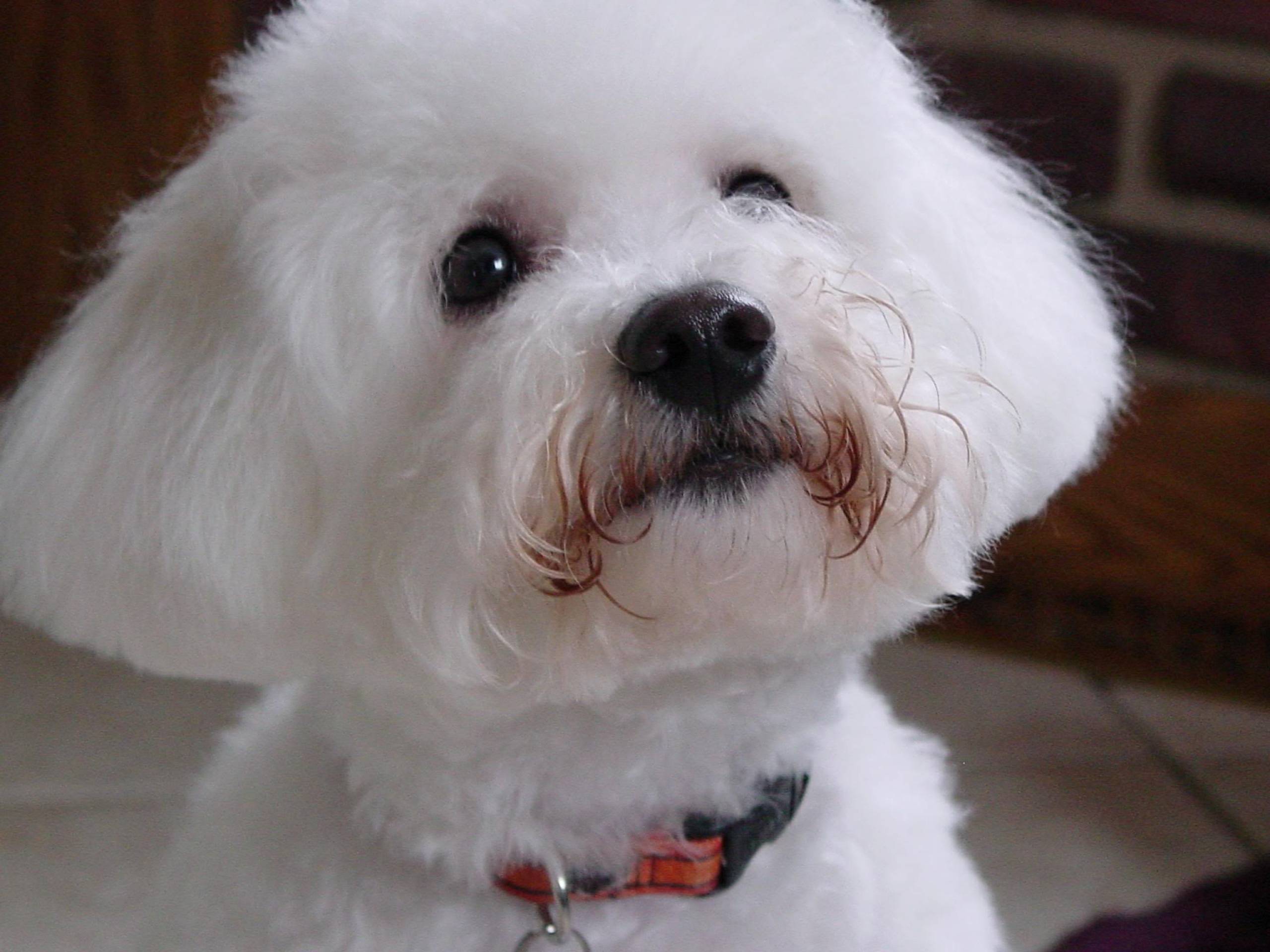 So You Want a Bichon Frise. Find out more.