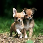 One of the smallest dog in the world? The Chihuahua