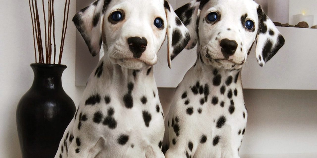 So You Want a Dalmatian. Are you sure?