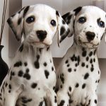 So You Want a Dalmatian. Are you sure?