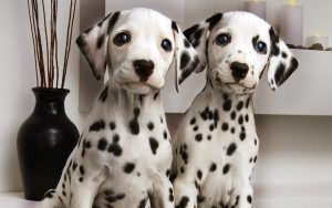 Dalmatian