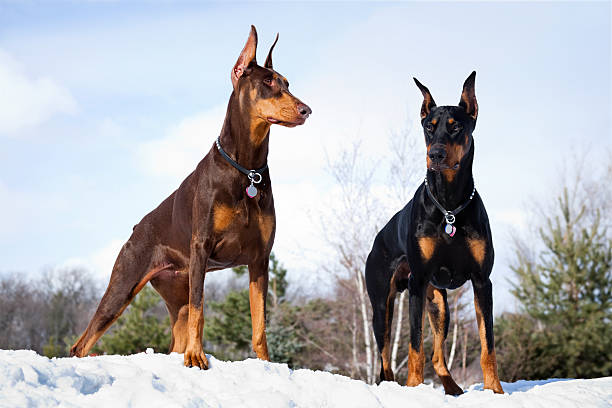 Is a Doberman Pinscher Right For You?