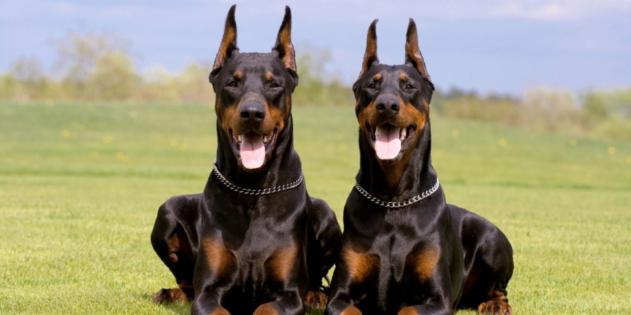 Is a Doberman Pinscher Right For You?