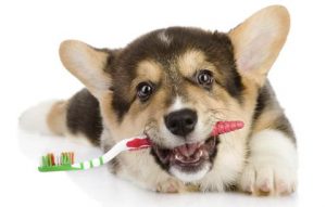 Dog Grooming – Dental Issues