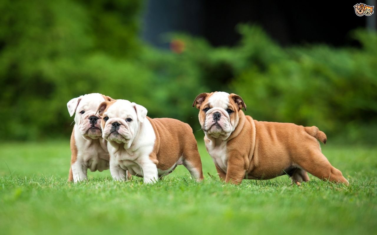 How to Become a Dog Breeder