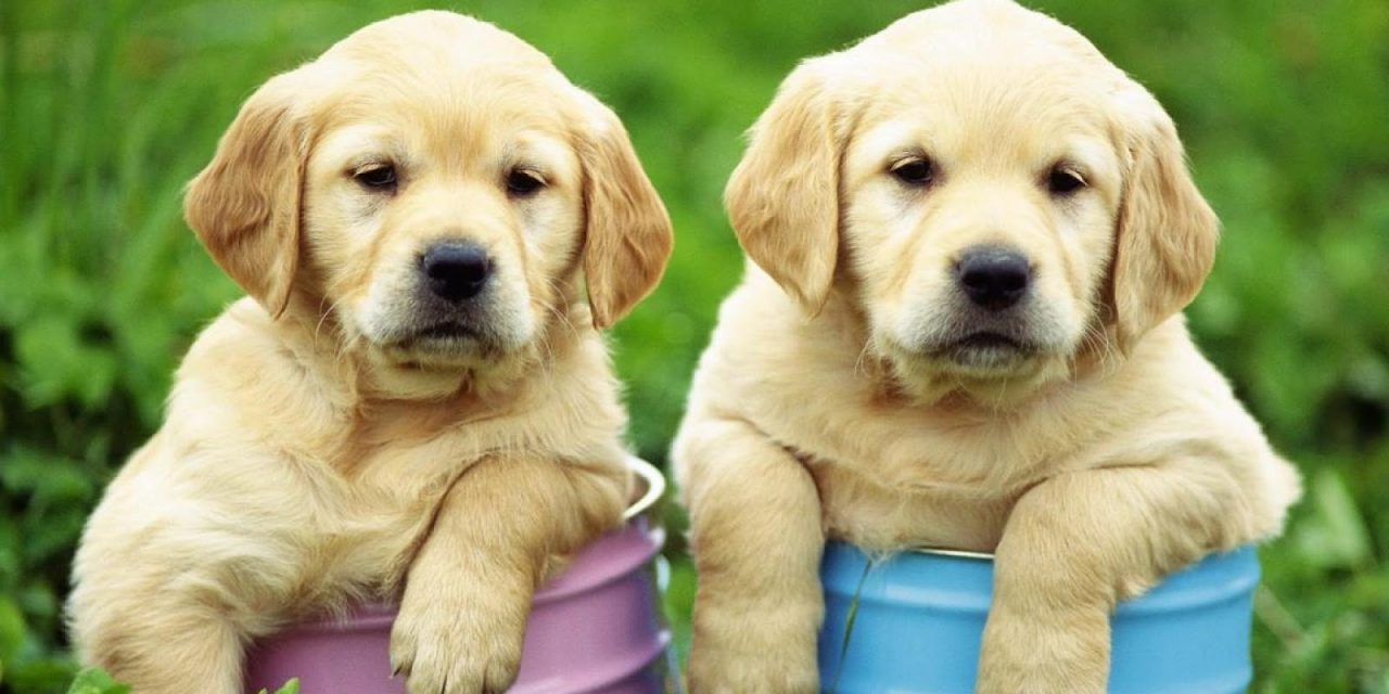 Is a Labrador Retriever the Right Dog Breed for You?
