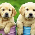 Is a Labrador Retriever the Right Dog Breed for You?