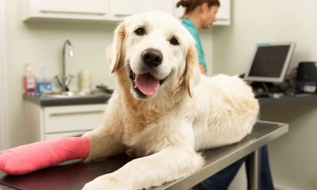 Why is it important to have Pet Insurance?