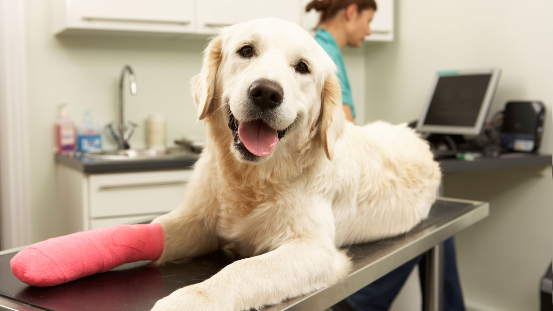Why is it important to have pet insurance?
