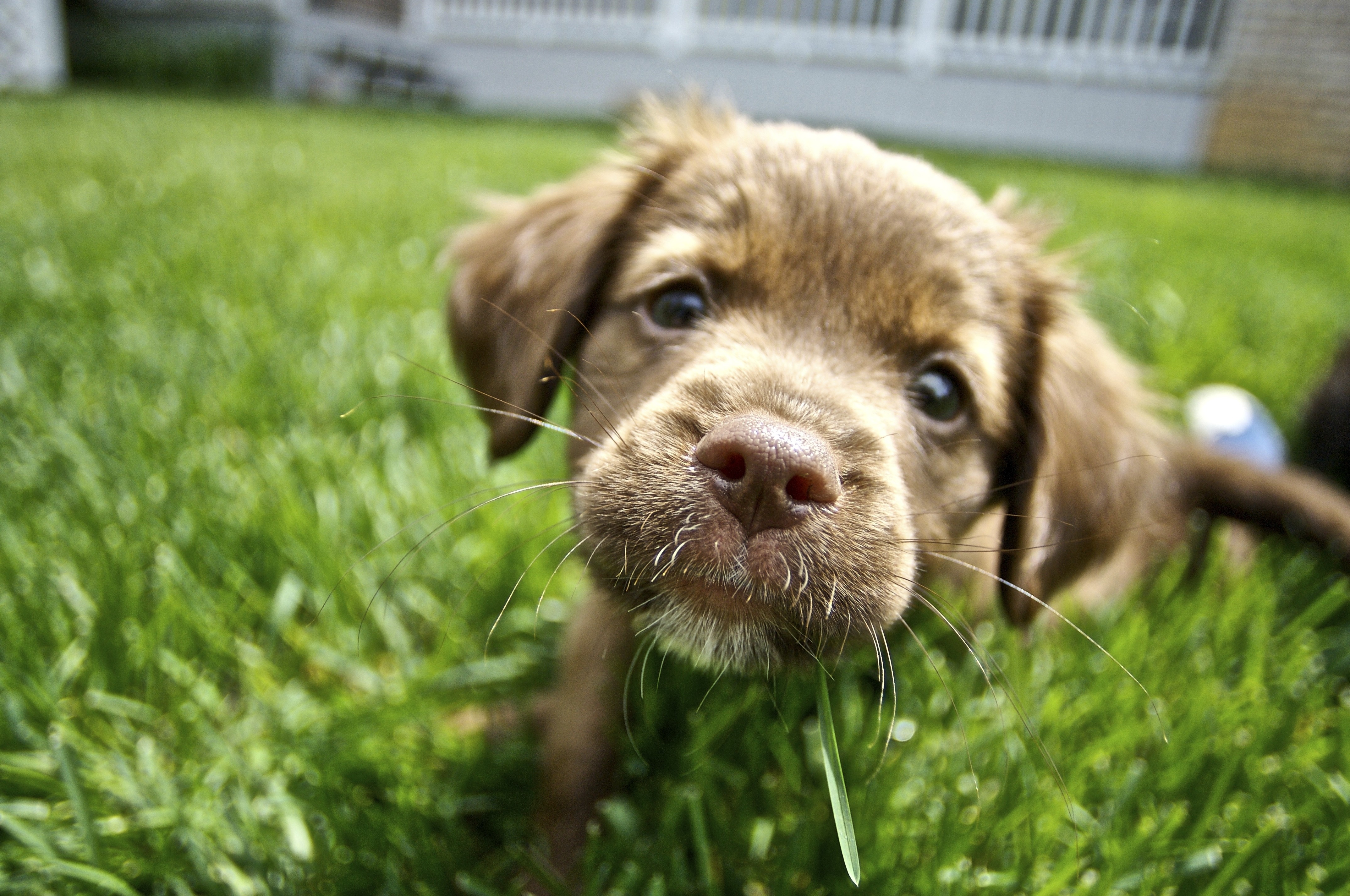 The Best Way to Choose A Unique Dog Name