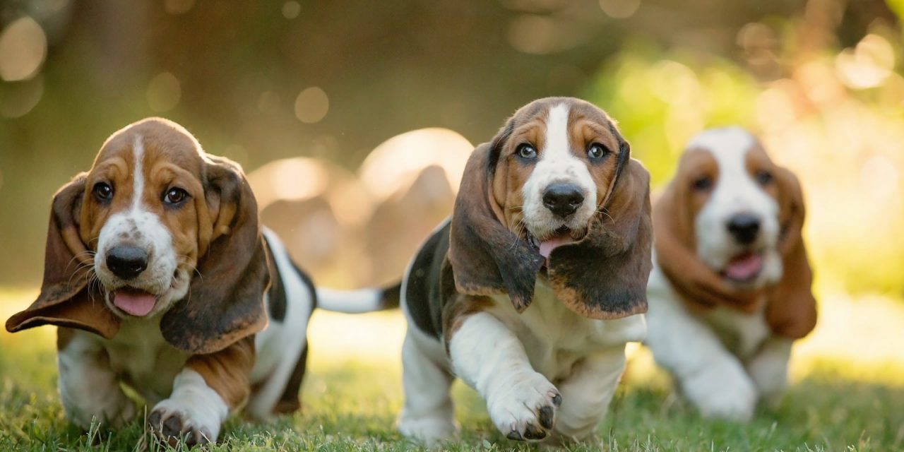 Is a Basset Hound Right for You?