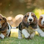 Is a Basset Hound Right for You?