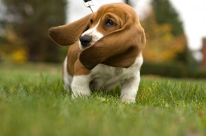 Basset Hound 