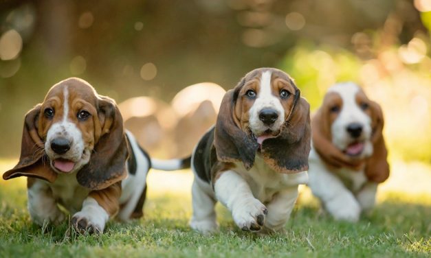 Is a Basset Hound Right for You?