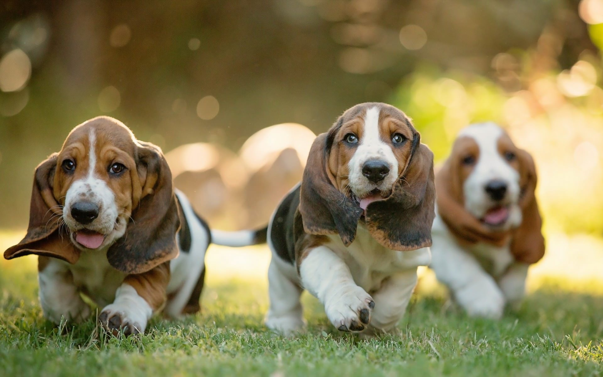 Is a Basset Hound Right for You?