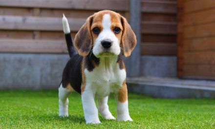 Because you need to adopt a Beagle