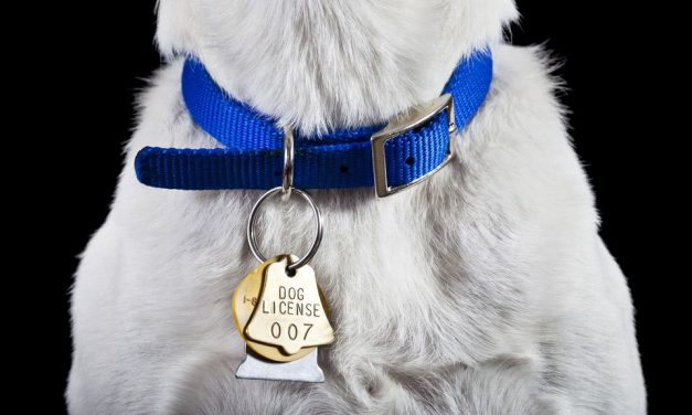How to Choose The Right Dog Collar