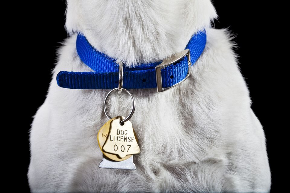 How to Choose The Right Dog Collar