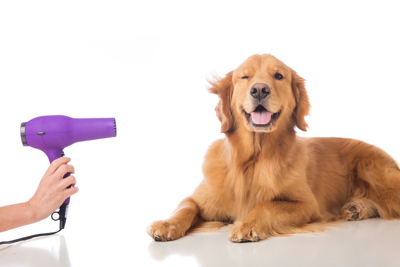 Why do you need to groom your dog?