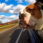 Dogs and Cars: how to travel with a dog