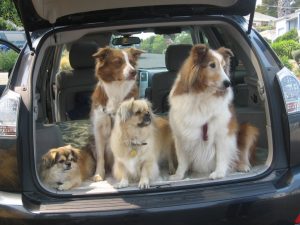 dogs and cars