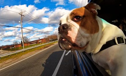 Dogs and Cars: how to travel with a dog