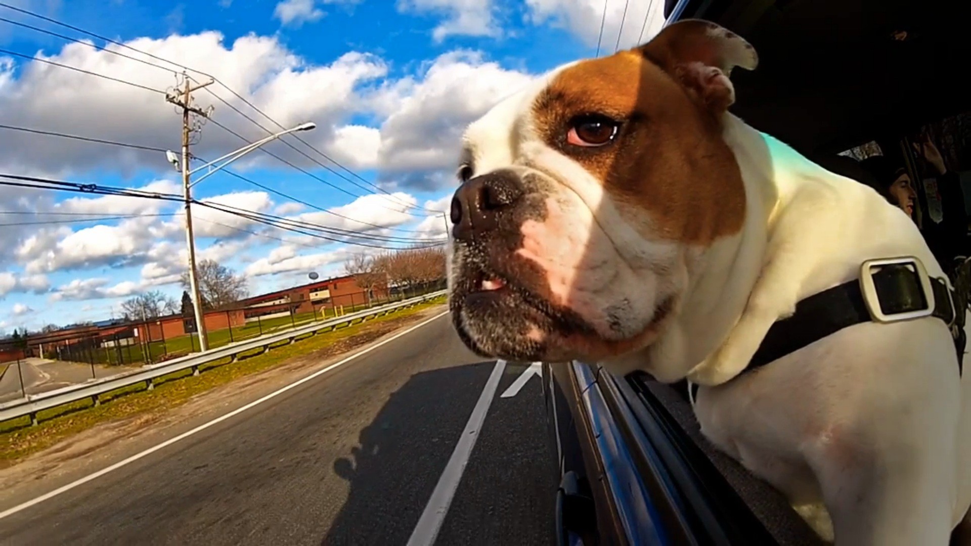 Dogs and Cars: how to travel with a dog