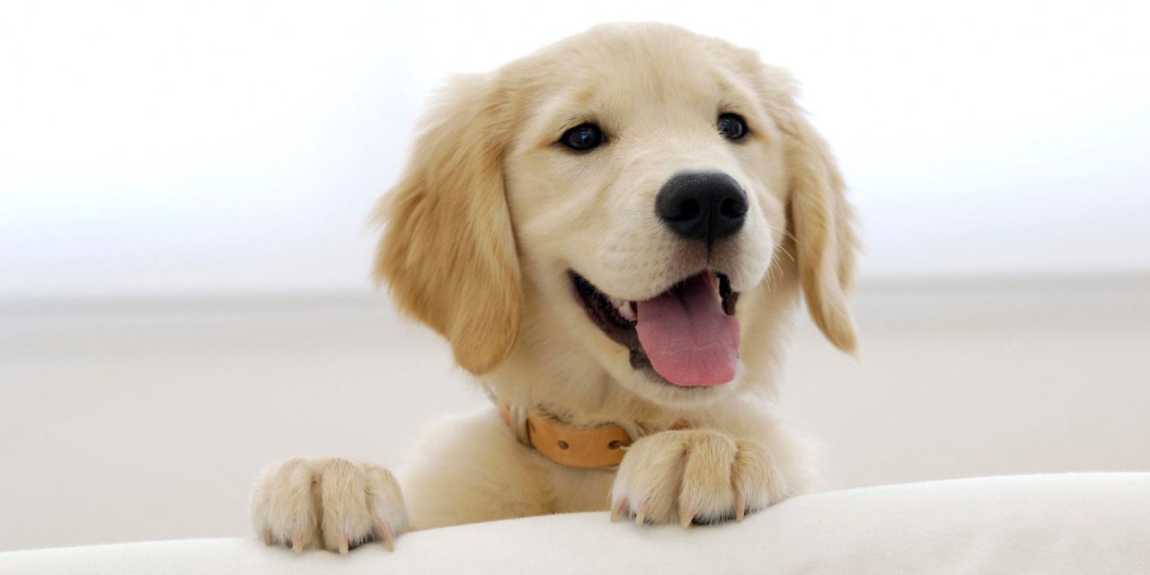 Is a Golden Retriever the Right Dog for You?
