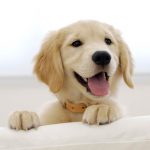 Is a Golden Retriever the Right Dog for You?