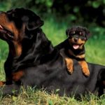 Is a Rottweiler the Right Breed for You?