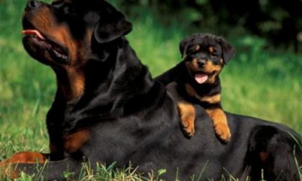 Is a Rottweiler the Right Breed for You?
