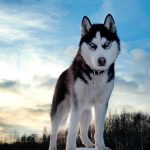 Is a Siberian Husky Right for You?