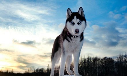 Is a Siberian Husky Right for You?