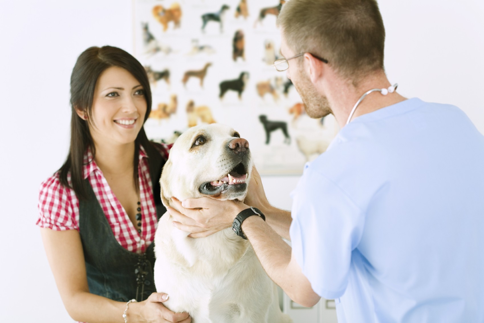 how-to-become-a-dog-breeder