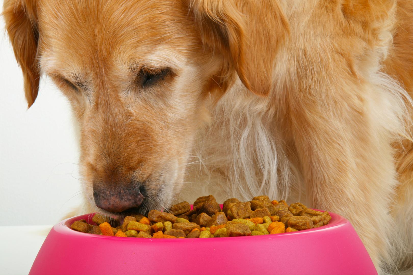 The Best Dog Food for your pet