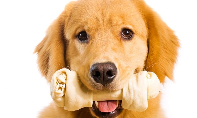 How To Stop Your Dog Chewing