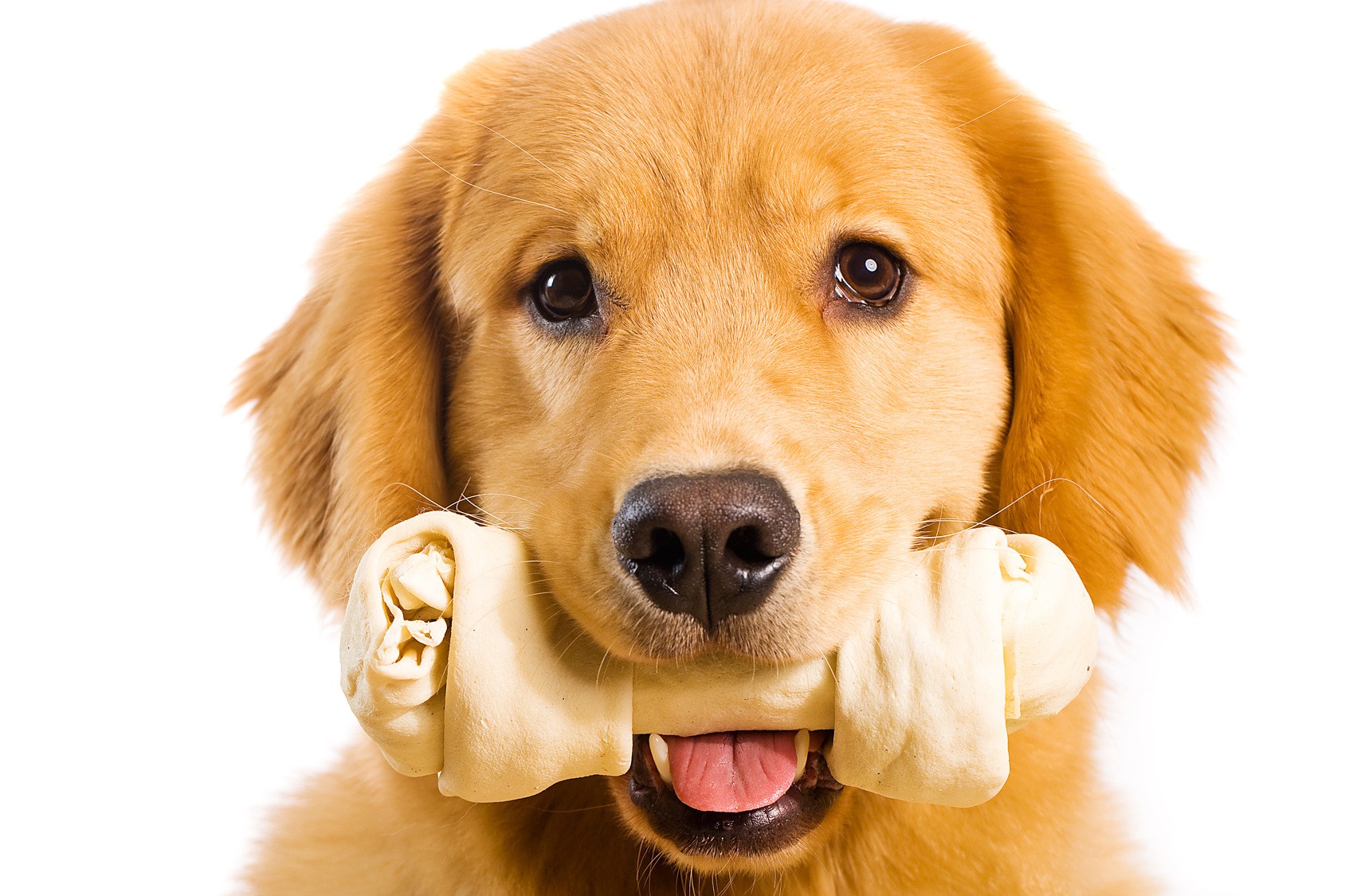 How To Stop Your Dog Chewing