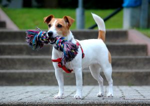 Jack Russell Terriers