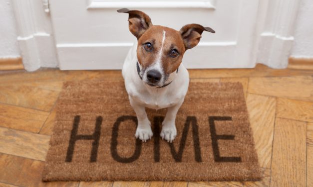 Should You Buy a Jack Russell Terrier?