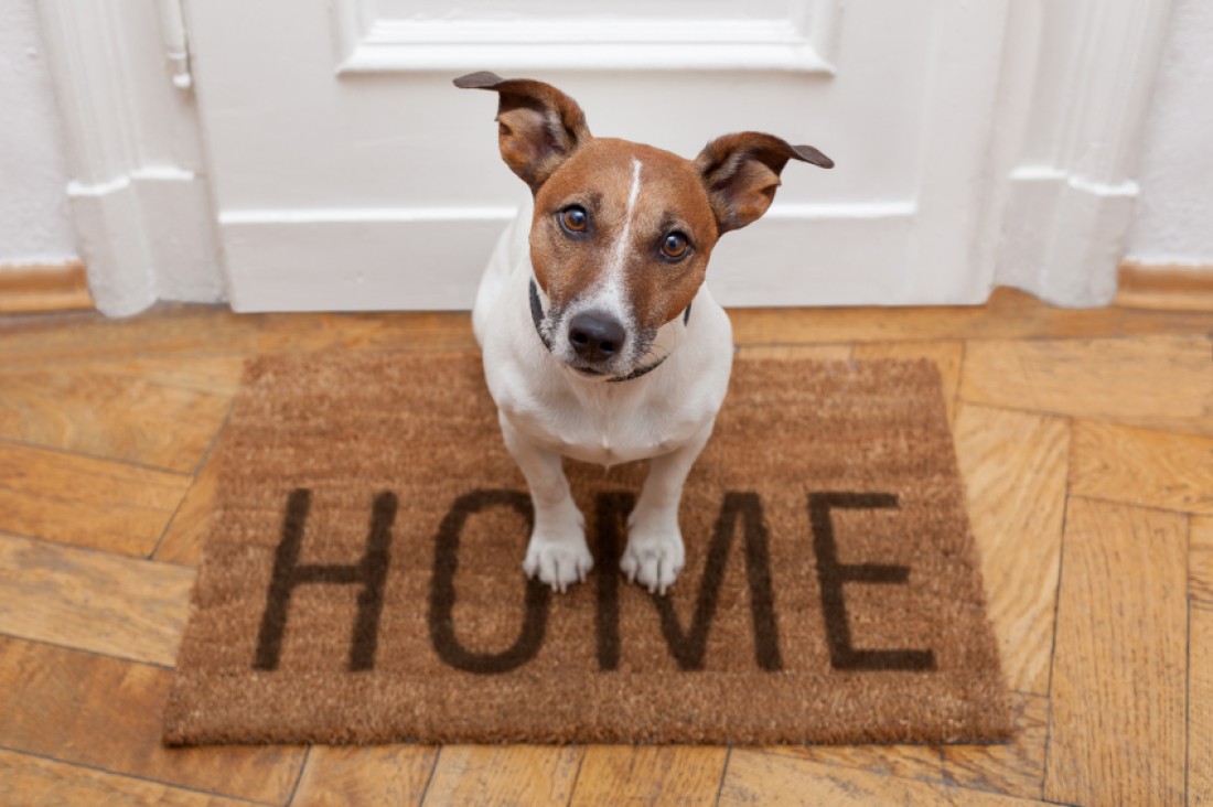 Should You Buy a Jack Russell Terrier?