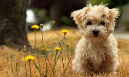 Why a Maltese Should Be Your Dog Of Choice?