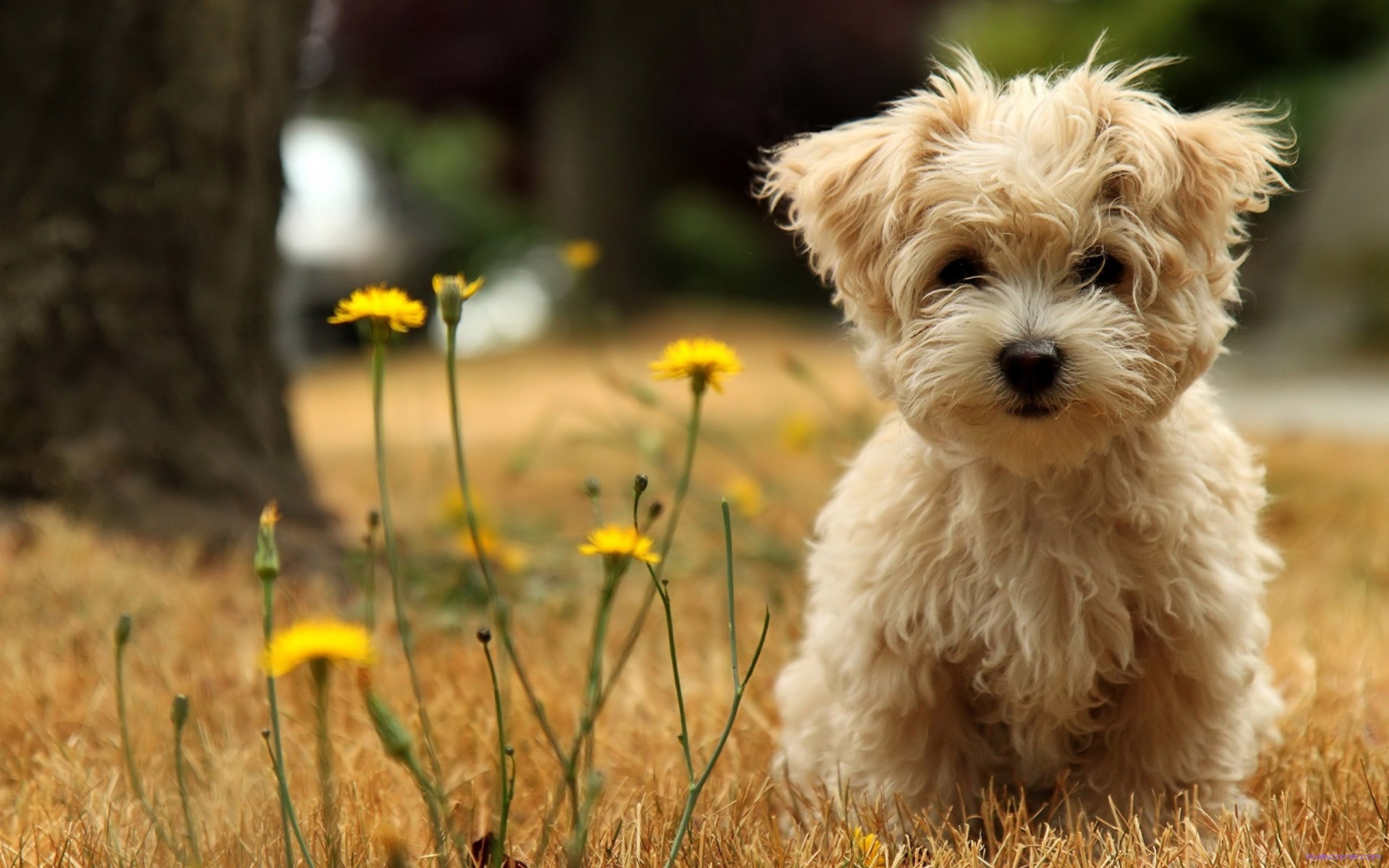 Why a Maltese Should Be Your Dog Of Choice?