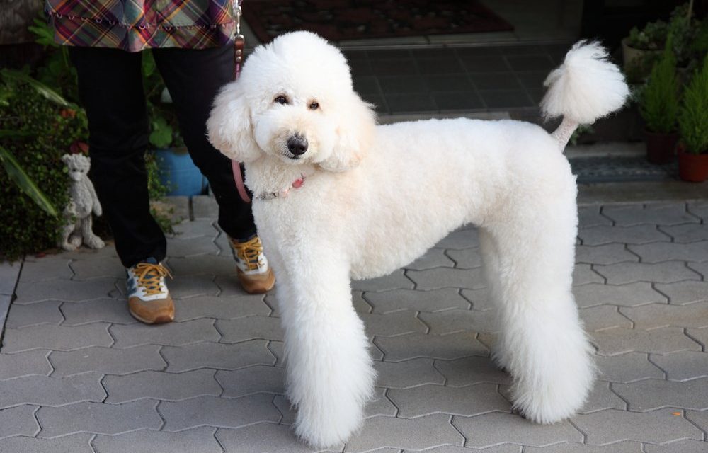 So You Want a Standard Poodle