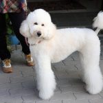 So You Want a Standard Poodle