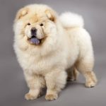 Do you want a Chinese dog? Maybe the Chow is the breed for you!